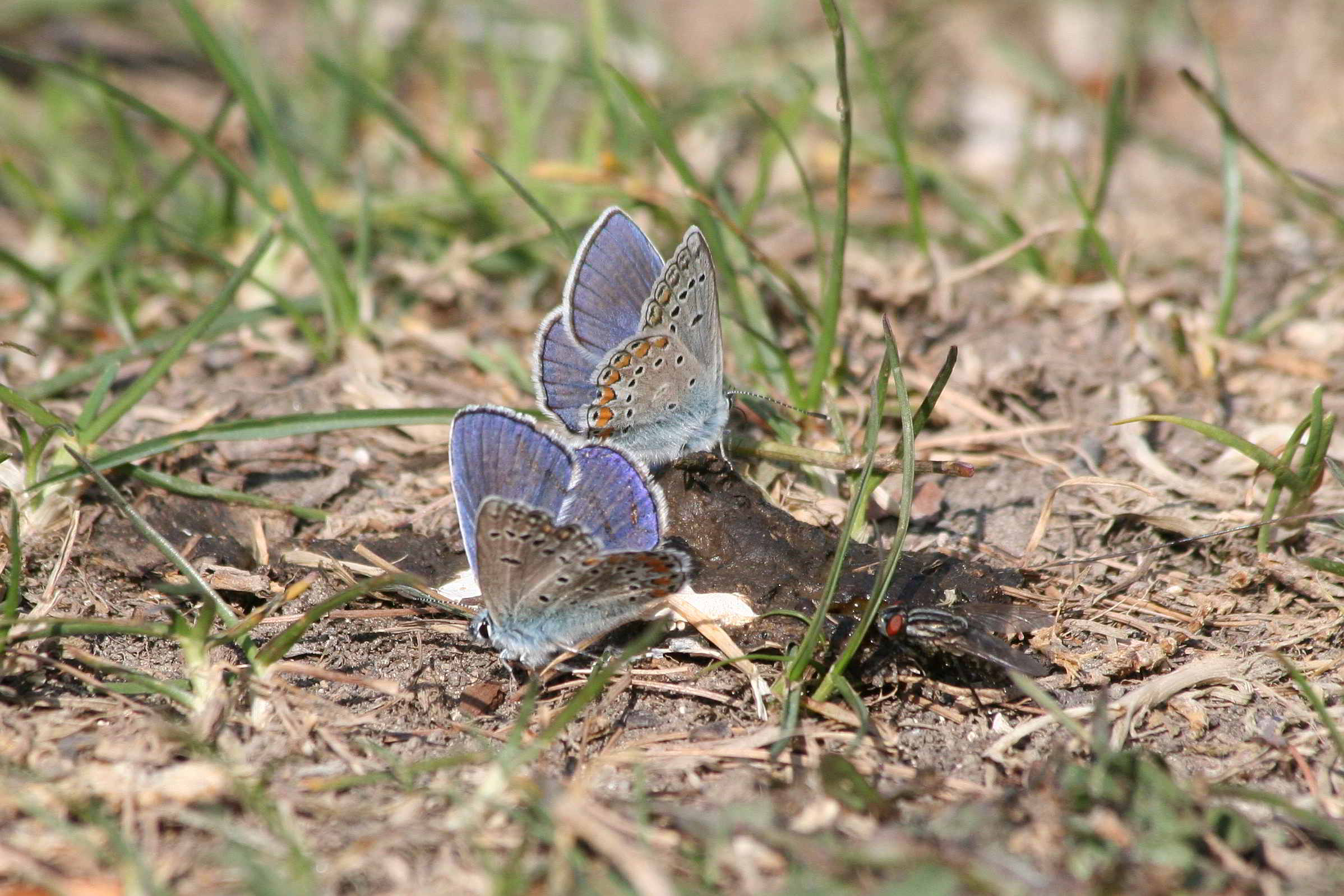 Polyommatus thersites?